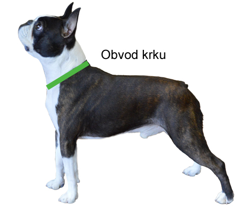 Měření psa – obvod krku